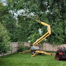 Professional Tree Services in Arcadia, FL