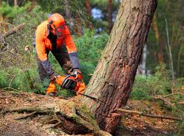 Best Tree Health Inspection  in Arcadia, FL