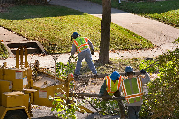 How Our Tree Care Process Works  in  Arcadia, FL